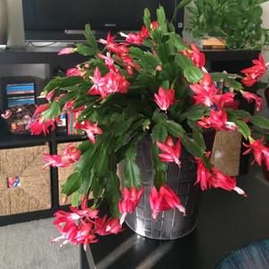 Meet your Posher, Xiaojie